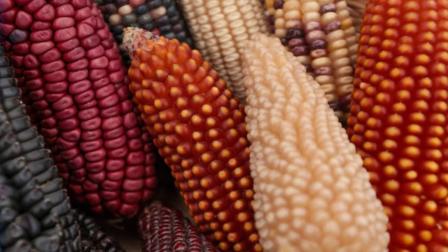 México aumenta 6% sus importaciones de granos
