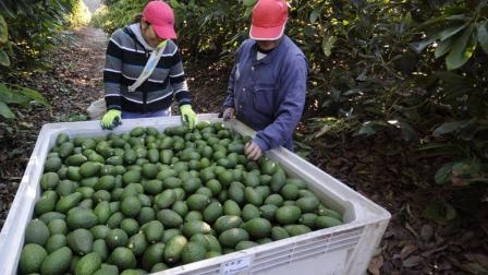 Aguacate blindará sus exportaciones