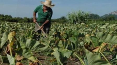 Producción agrícola en México