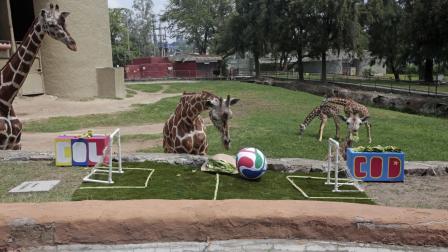 Zoológico de Guadalajara es el más importante de América Latina: Luis Soto