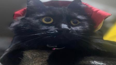 Tenencia de gatos en México crece tres veces más rápido que perros: Paula Trejo