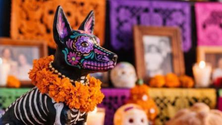 Xoloitzcuintle celebra su primer Día Nacional