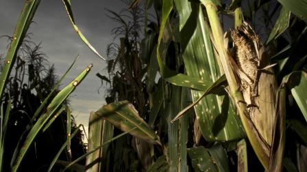 Dependencia de México de maíz importado llegará a 80%: CNA